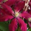 Niobe Clematis - 1 Gallon Pot