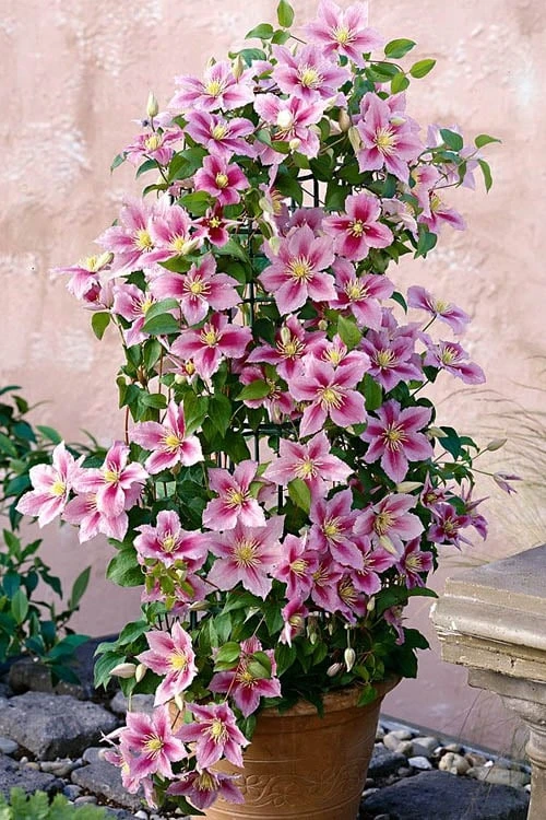 Piilu Clematis (Little Duckling) - 1 Gallon Pot - Image 5
