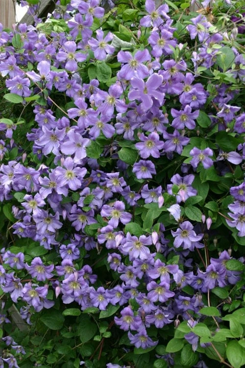 Prince Charles Clematis - 1 Gallon Pot - Image 6