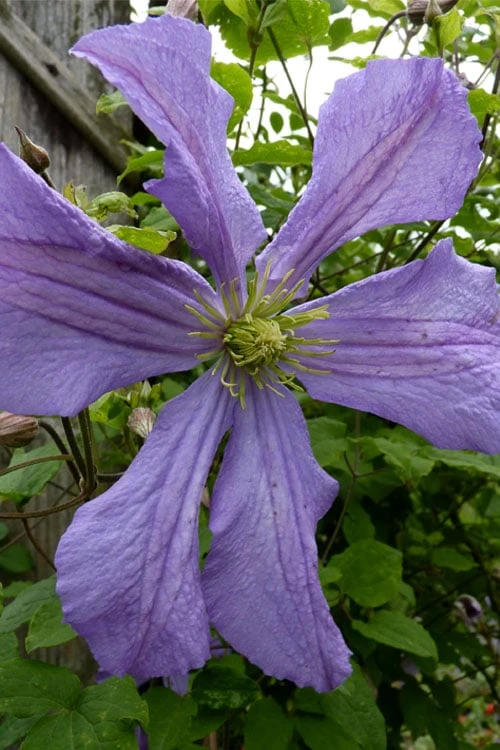 Prince Charles Clematis - 1 Gallon Pot - Image 4