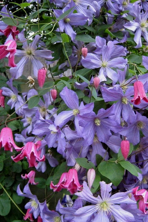 Prince Charles Clematis - 1 Gallon Pot - Image 7