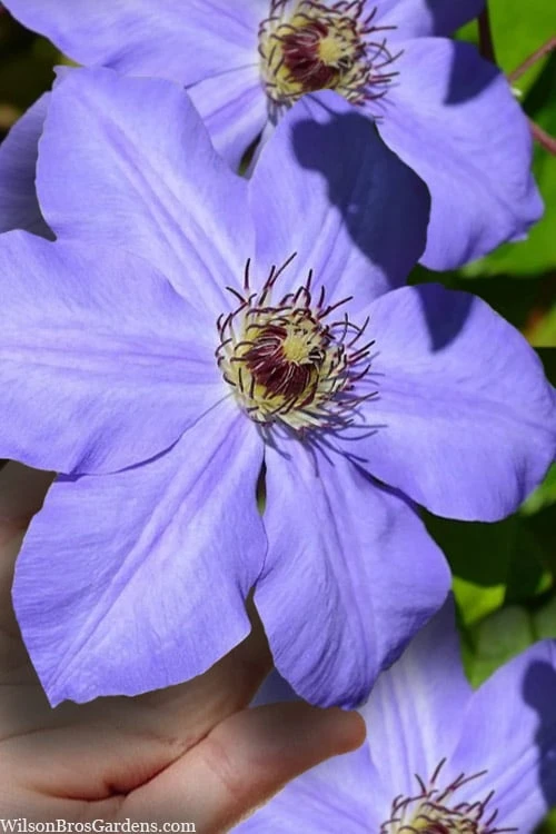 Ramona Clematis - 1 Gallon Pot - Image 7