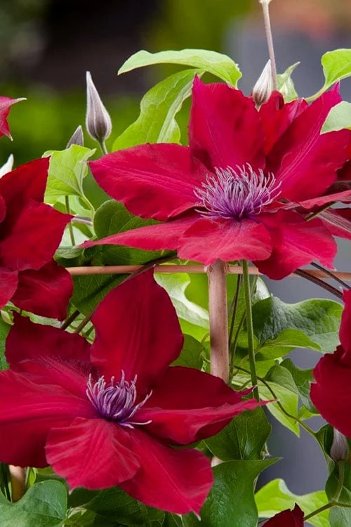 Rebecca Clematis - 1 Gallon Pot - Image 6