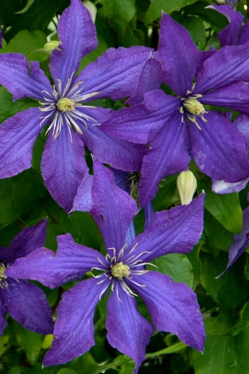 Rhapsody Clematis - 1 Gallon Pot - Image 7