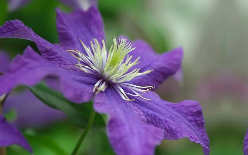 Rhapsody Clematis - 1 Gallon Pot - Image 8