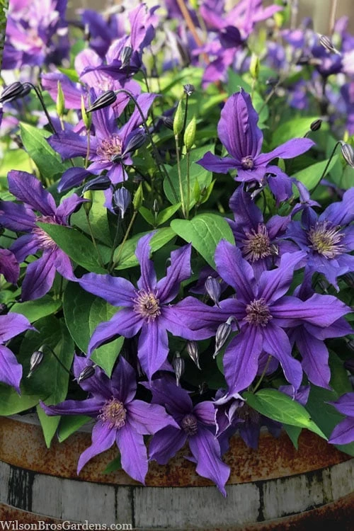 Sapphire Indigo Clematis - 1 Gallon Pot - Image 5