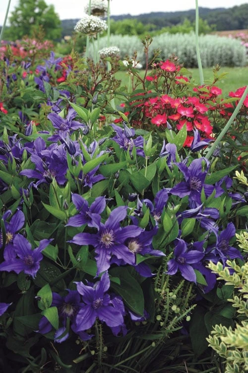 Sapphire Indigo Clematis - 3 Gallon Pot - Image 6