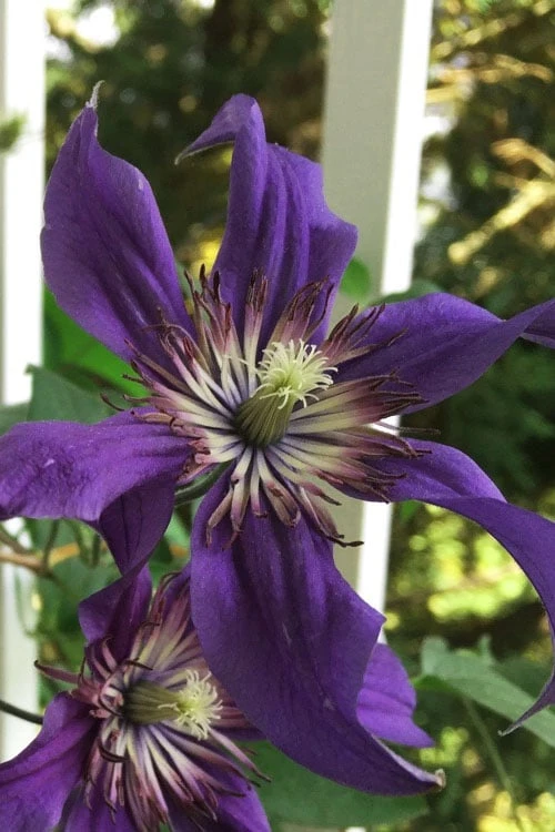 Sapphire Indigo Clematis - 3 Gallon Pot - Image 5