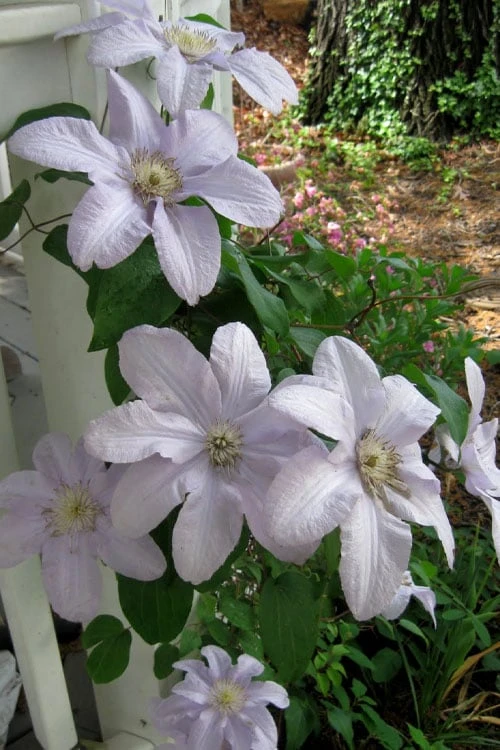 Silver Moon Clematis - 1 Gallon Pot - Image 4