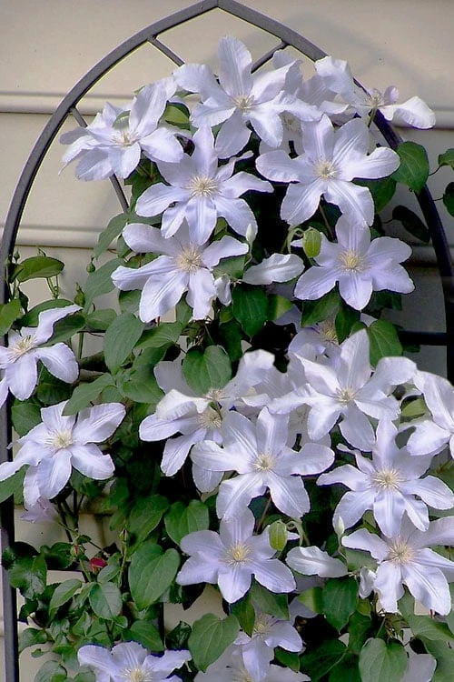 Silver Moon Clematis - 1 Gallon Pot - Image 5