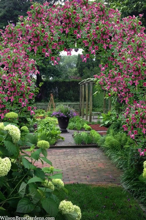 Etioile Rose Clematis - 1 Gallon Pot - Image 4