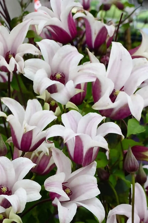 Princess Kate Clematis - 1 Gallon Pot - Image 8