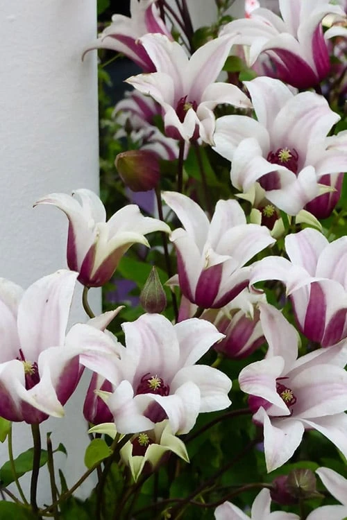 Princess Kate Clematis - 1 Gallon Pot - Image 10