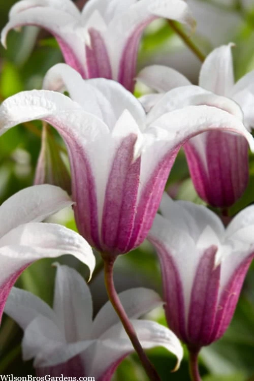 Princess Kate Clematis - 1 Gallon Pot - Image 5