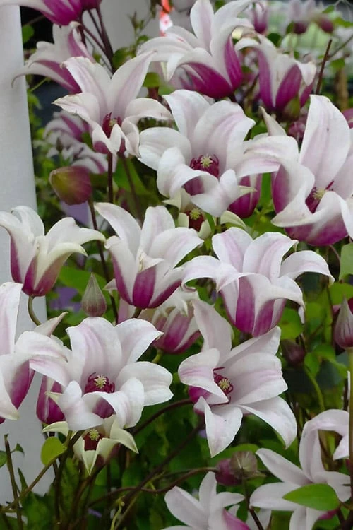 Princess Kate Clematis - 1 Gallon Pot - Image 4