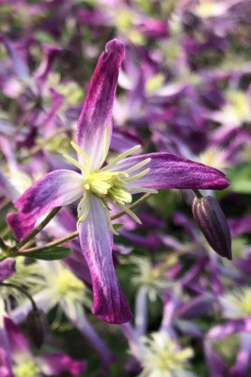 Rubromarginata Fragrant Clematis - 1 Gallon Pot - Image 5