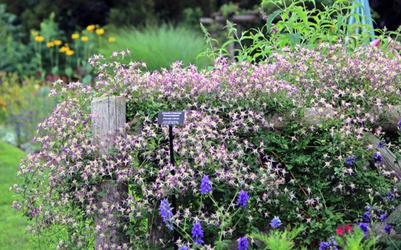 Rubromarginata Fragrant Clematis - 1 Gallon Pot - Image 6