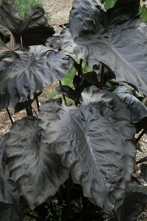 Royal Hawaiian Black Coral Elephant Ear (Colocasia) - 1 Gallon Pot - Image 4