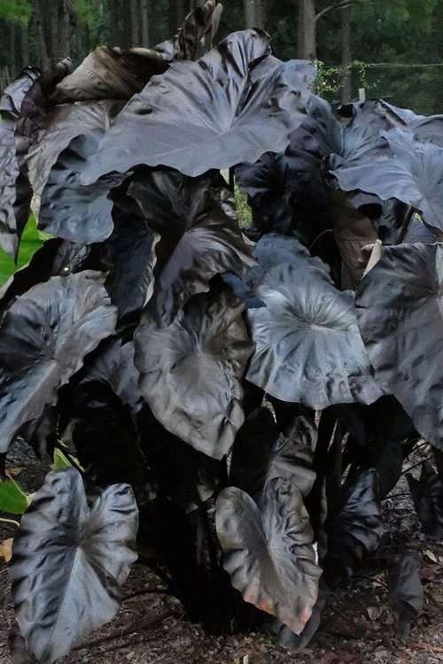Royal Hawaiian Black Coral Elephant Ear (Colocasia) - 1 Gallon Pot - Image 6
