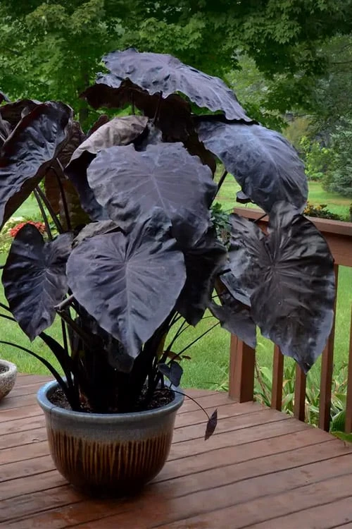 Royal Hawaiian Black Coral Elephant Ear (Colocasia) - 1 Gallon Pot - Image 5