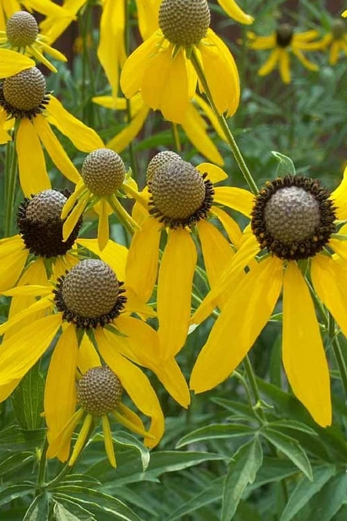 Grey Headed Coneflower (Ratibida Pinnata) - 6 Pack Of 1 Gallon Pots - Image 5