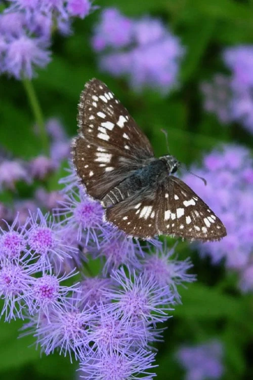 Hardy Ageratum (Blue Mistflower) - 1 Gallon Pot - Image 8