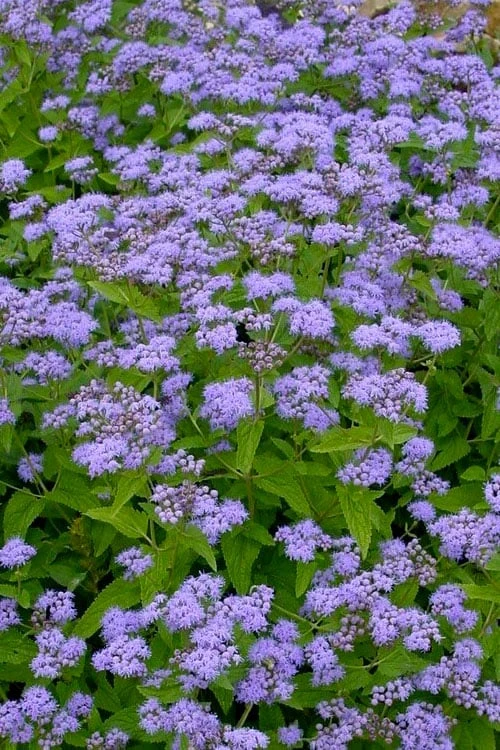 Hardy Ageratum (Blue Mistflower) - 1 Gallon Pot - Image 4