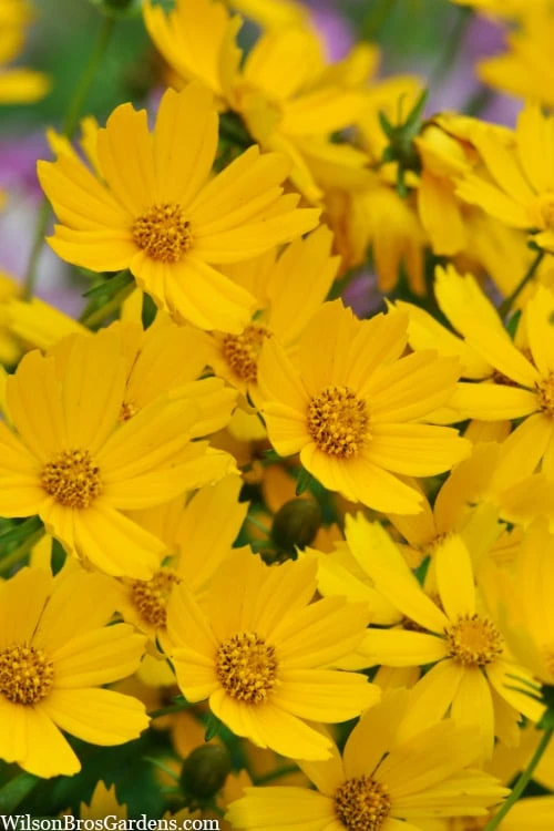 Dwarf Mouse Ear Coreopsis - 1 Gallon Pot