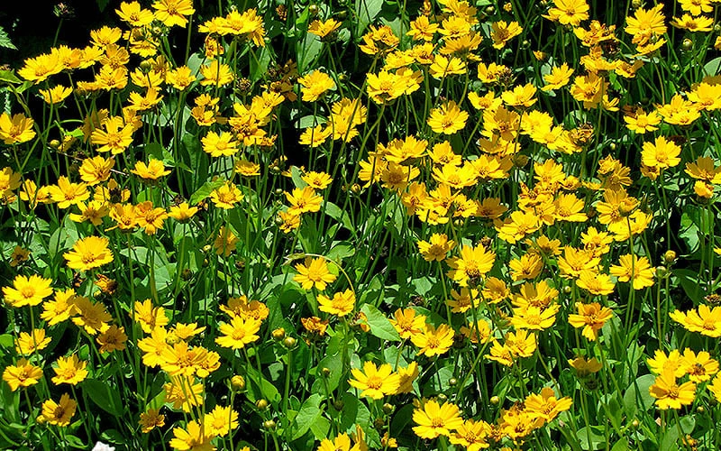Dwarf Mouse Ear Coreopsis - 1 Gallon Pot - Image 5