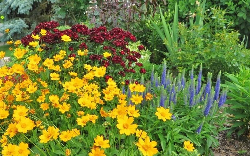 Dwarf Mouse Ear Coreopsis - 1 Gallon Pot - Image 4