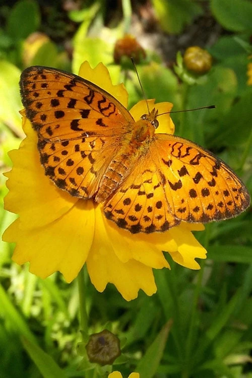 Lanceleaf Coreopsis (Tickseed) - 8 Pack Of 1 Gallon Pots - Image 4