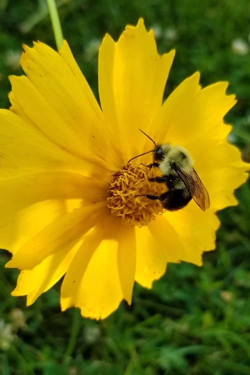Lanceleaf Coreopsis (Tickseed) - 6 Pack Of 1 Gallon Pots - Image 5