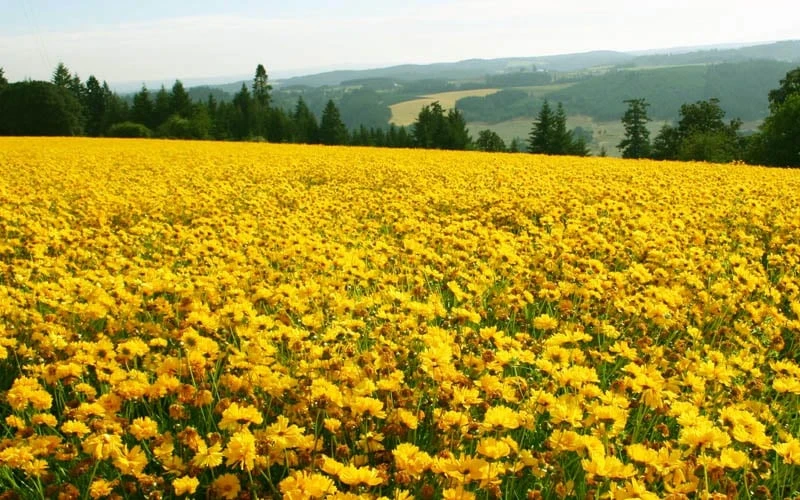Lanceleaf Coreopsis (Tickseed) - 1 Gallon Pot - Image 6