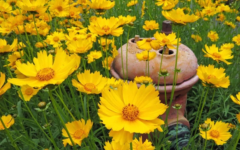 Lanceleaf Coreopsis (Tickseed) - 1 Gallon Pot - Image 3