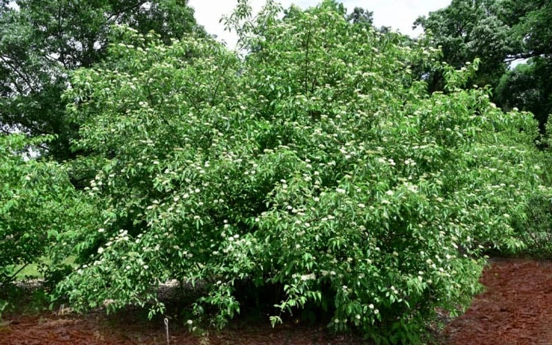 Silky Dogwood (Cornus Amonium) - 3 Gallon Pot - Image 4