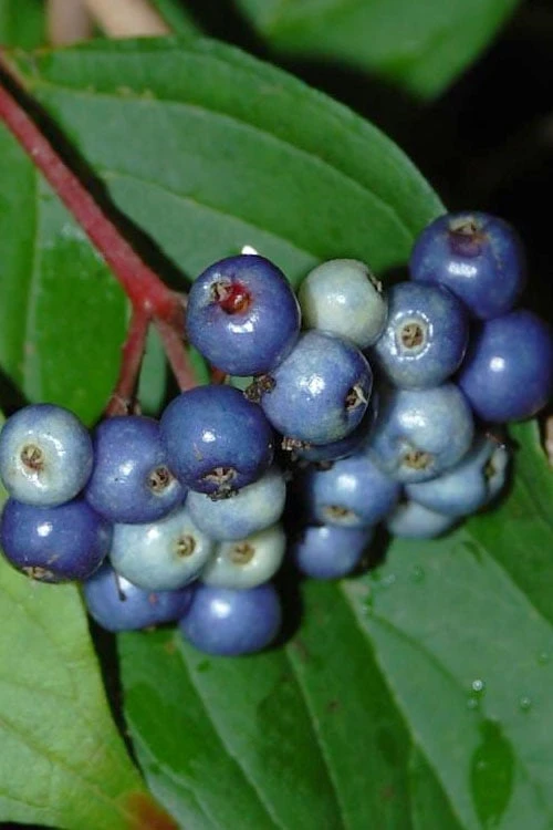 Silky Dogwood (Cornus Amonium) - 3 Gallon Pot - Image 6