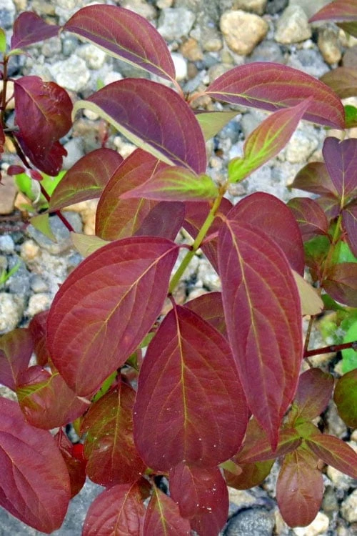 Silky Dogwood (Cornus Amonium) - 3 Gallon Pot - Image 7