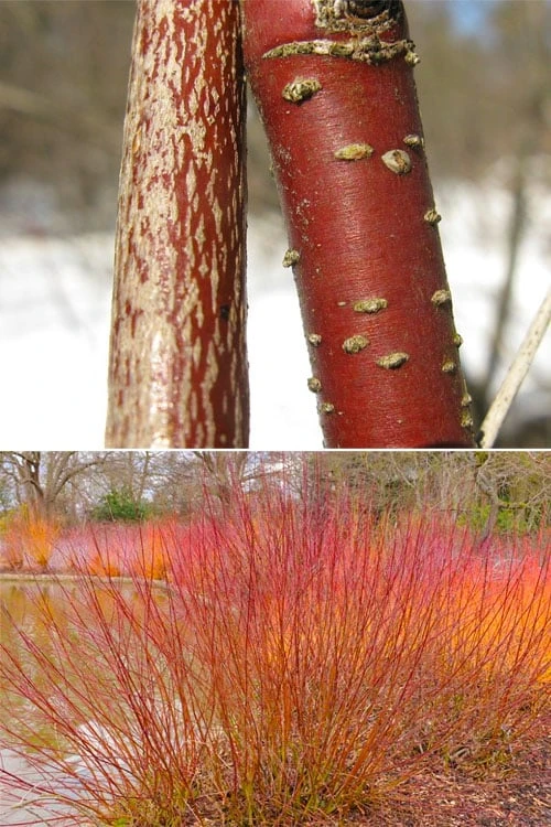 Silky Dogwood (Cornus Amonium) - 3 Gallon Pot - Image 9