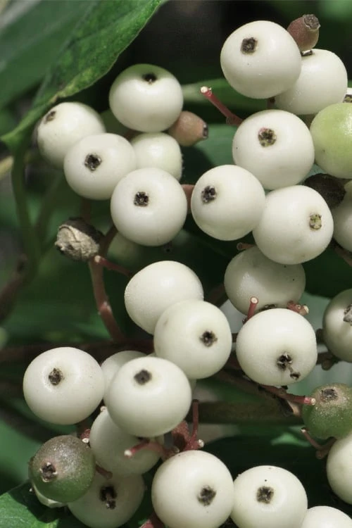 Gray Dogwood (Cornus Racemosa) - 3 Pack Of 1.5 Quart Pots - Image 5