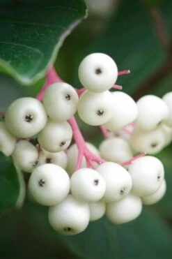 Gray Dogwood (Cornus Racemosa) - 3 Gallon Pot