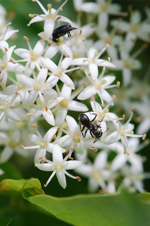 Gray Dogwood (Cornus Racemosa) - 3 Pack Of 1.5 Quart Pots - Image 6