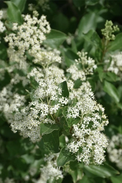 Gray Dogwood (Cornus Racemosa) - 3 Pack Of 1.5 Quart Pots - Image 7