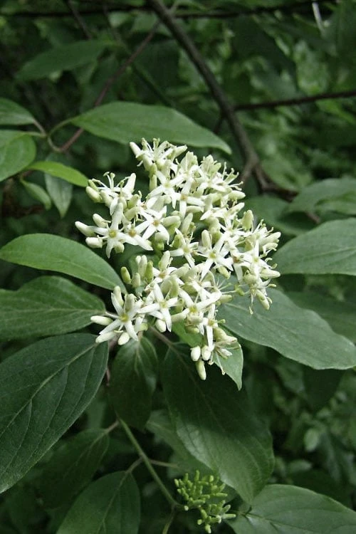 Gray Dogwood (Cornus Racemosa) - 3 Pack Of 1.5 Quart Pots - Image 4