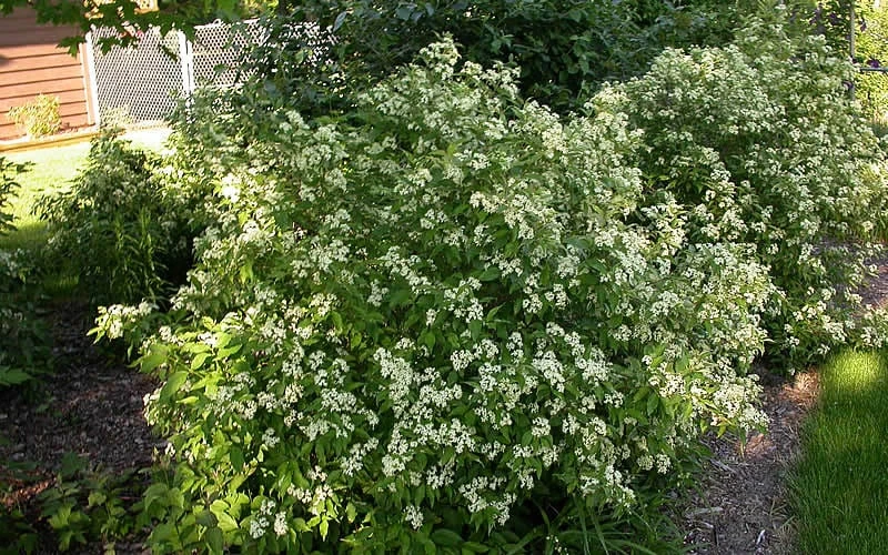 Gray Dogwood (Cornus Racemosa) - 3 Pack Of 1.5 Quart Pots - Image 8