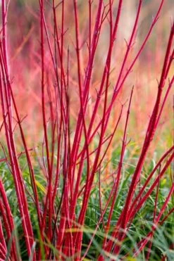 Bailey Red Twig Dogwood (Cornus Sericea 'Baileyi') - 5 Gallon Pot