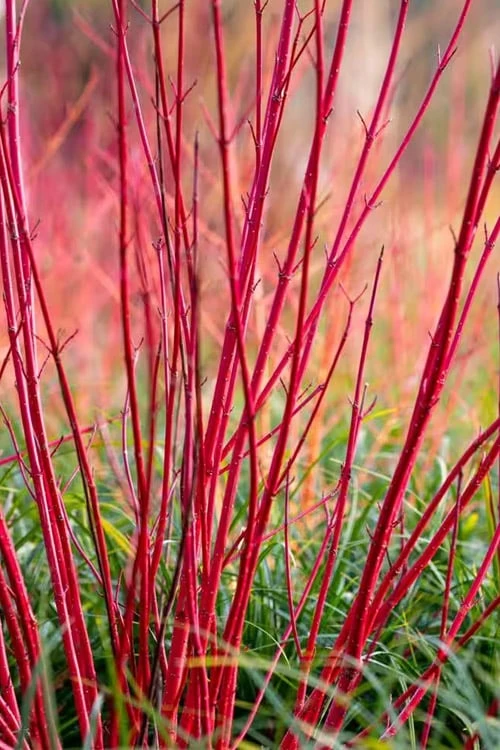 Bailey Red Twig Dogwood (Cornus Sericea 'Baileyi') - 5 Gallon Pot