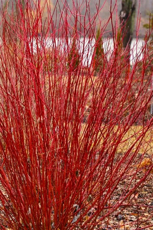 Bailey Red Twig Dogwood (Cornus Sericea 'Baileyi') - 5 Gallon Pot - Image 4