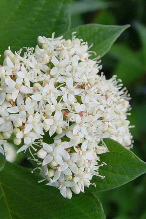 Bailey Red Twig Dogwood (Cornus Sericea 'Baileyi') - 5 Gallon Pot - Image 5