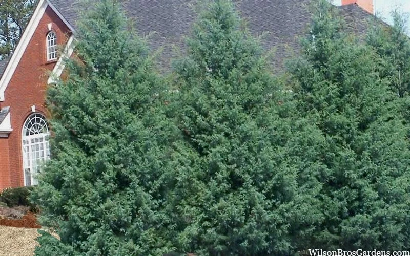 Carolina Sapphire Arizona Cypress - 2.5 Quart Pot - Image 6