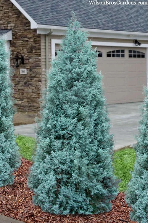 Blue Ice Arizona Cypress - 6 Pack Of 1 Gallon Pots - Image 4